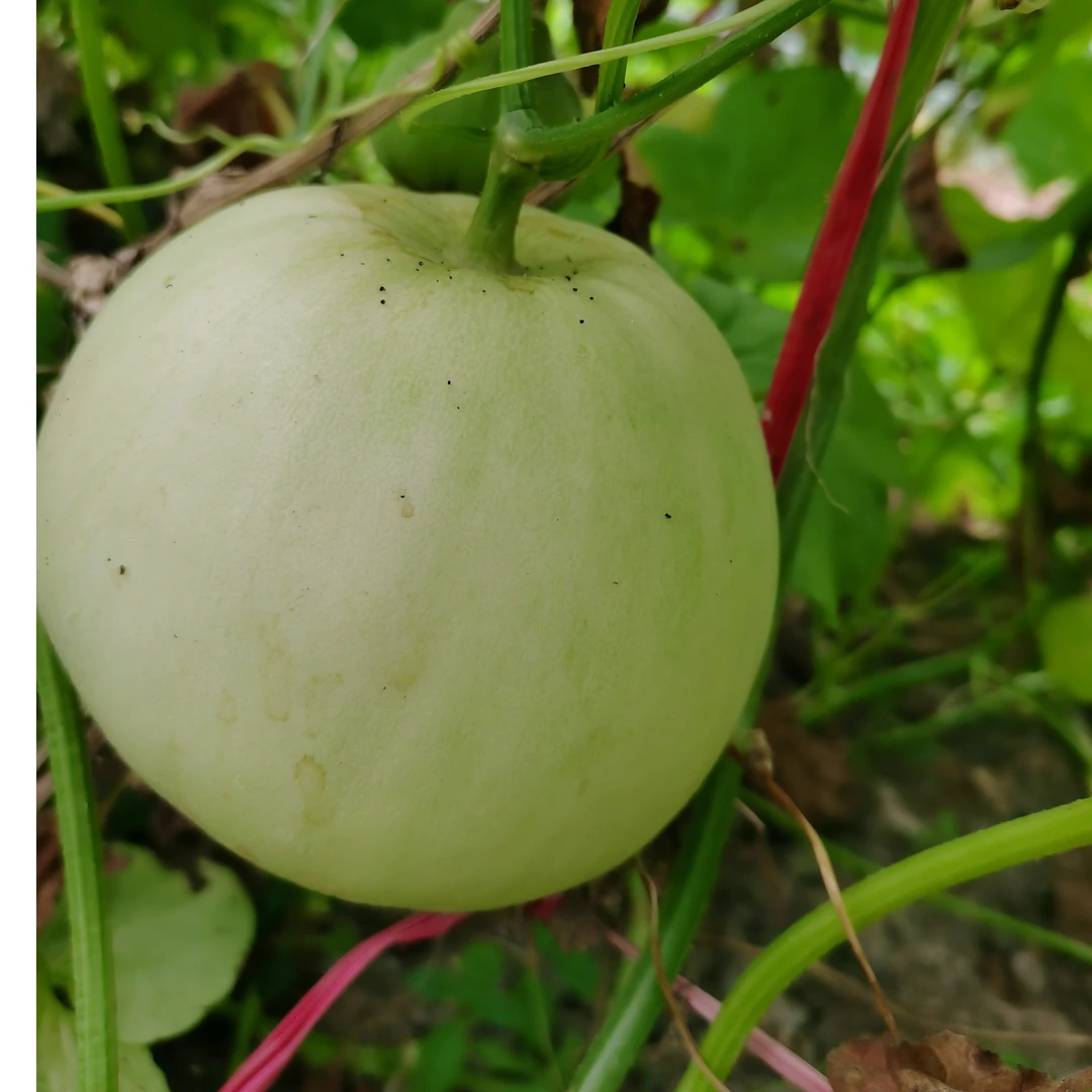 清远连州自家种植香瓜甜瓜5/10斤包邮