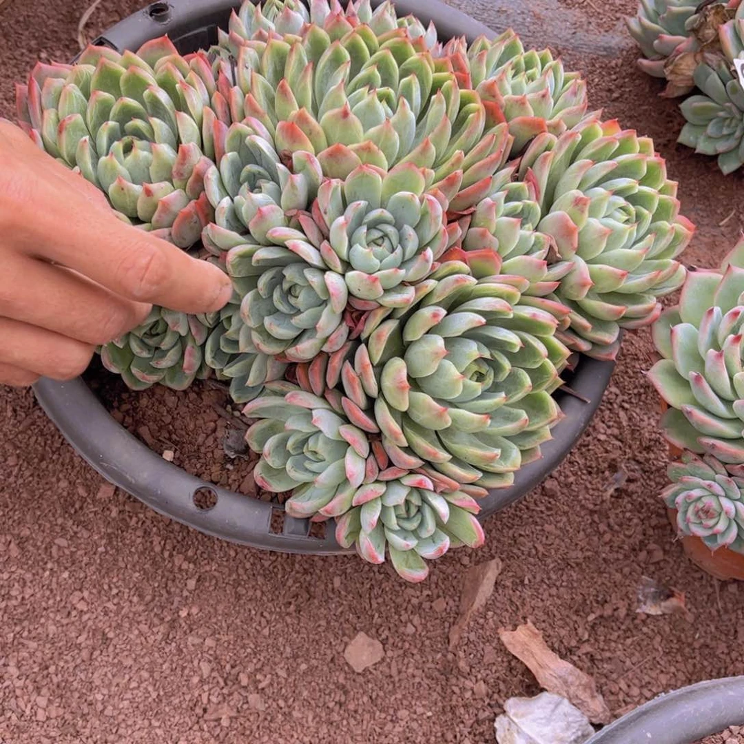 ?****?艾莎多肉046多肉