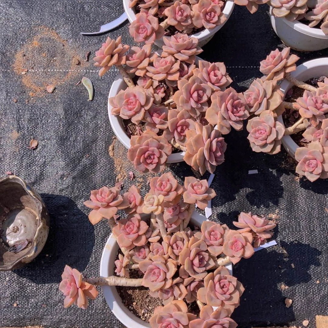 锦***帅彩虹糖多肉三颗