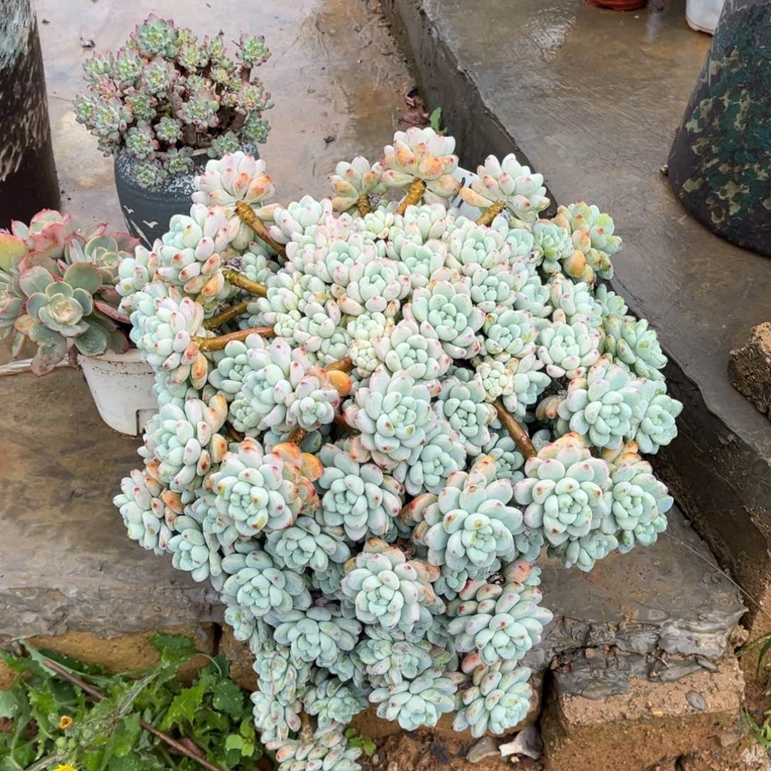 美****劳尔多肉配盆物流不包211号