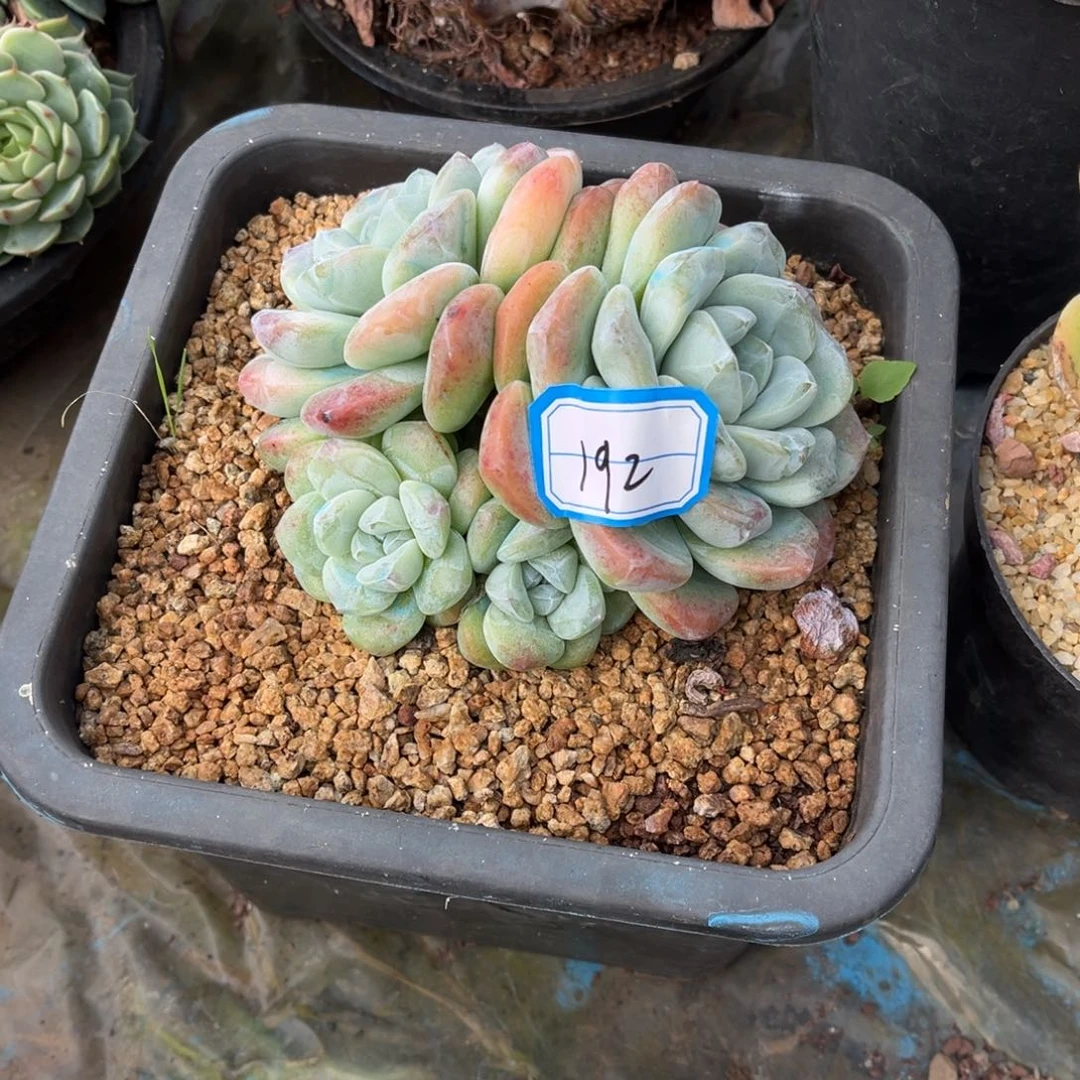 柠*汁冰玉多肉192号