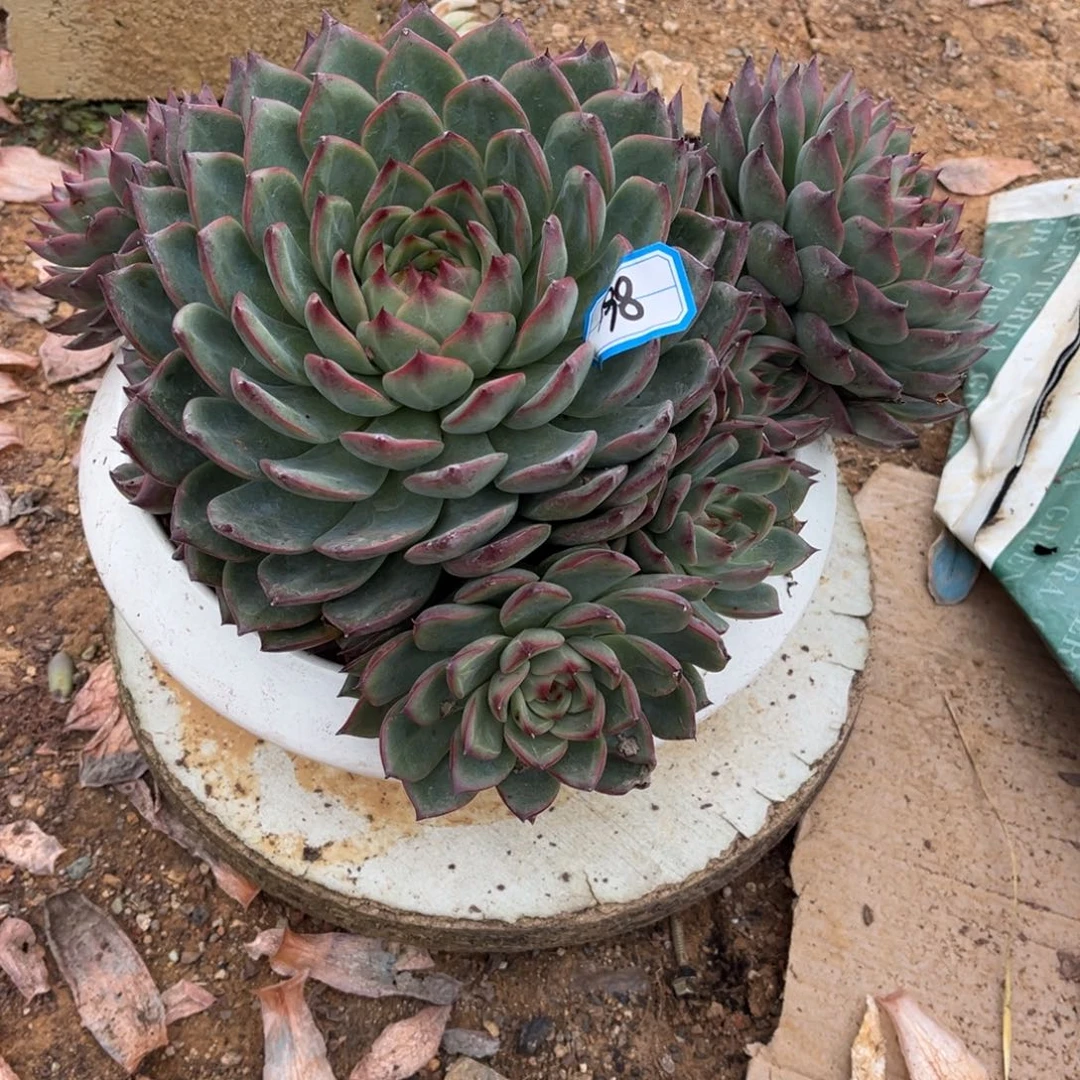 ?****园篝火多肉198号