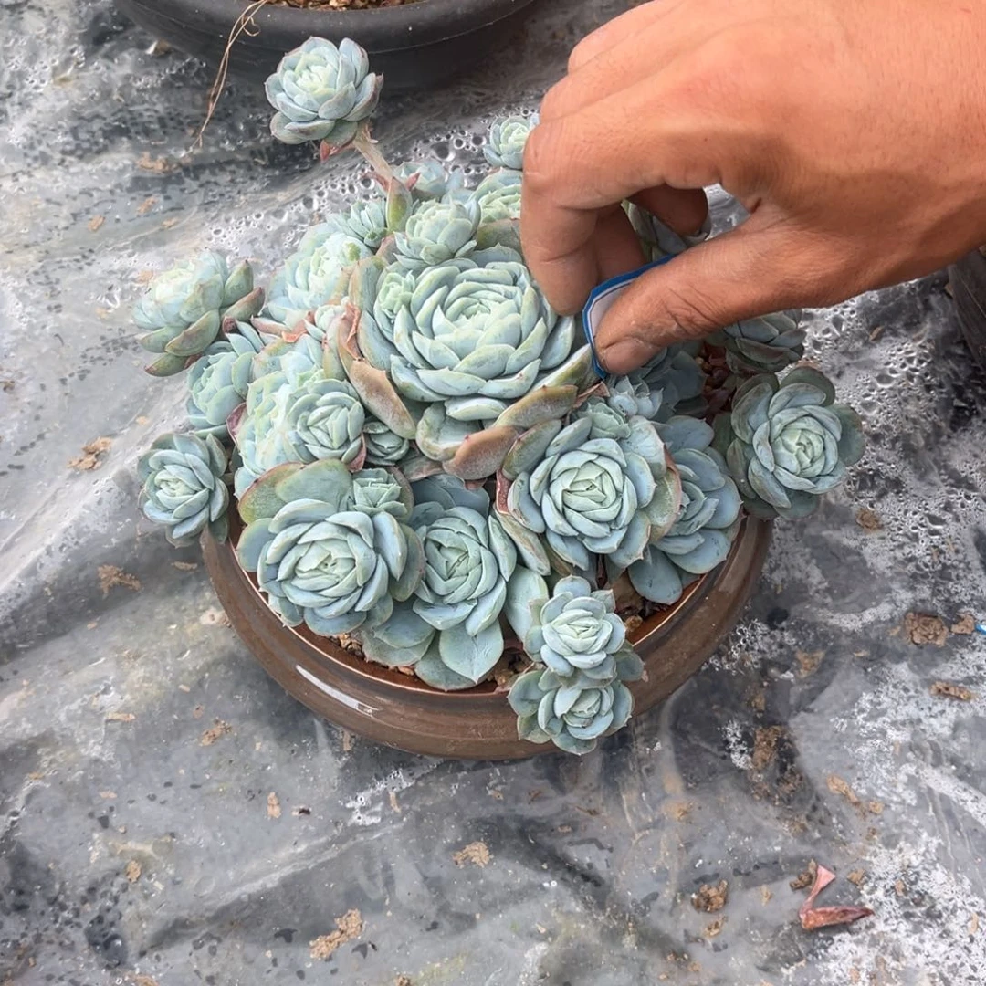 梅**^西娜多肉078号