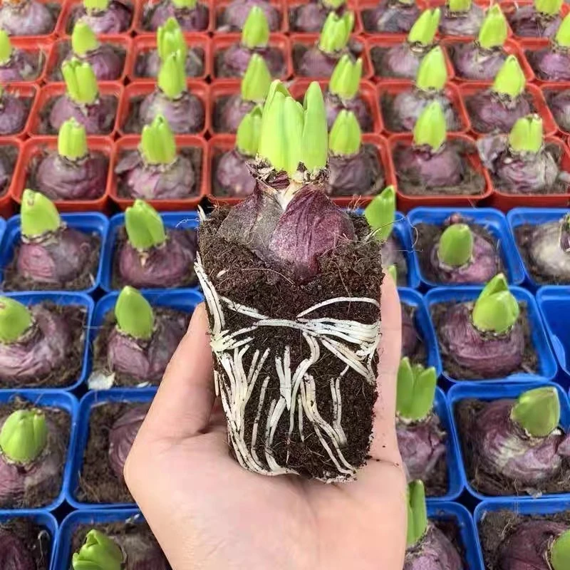 【种好带根】进口风信子土培紫色蓝色粉色