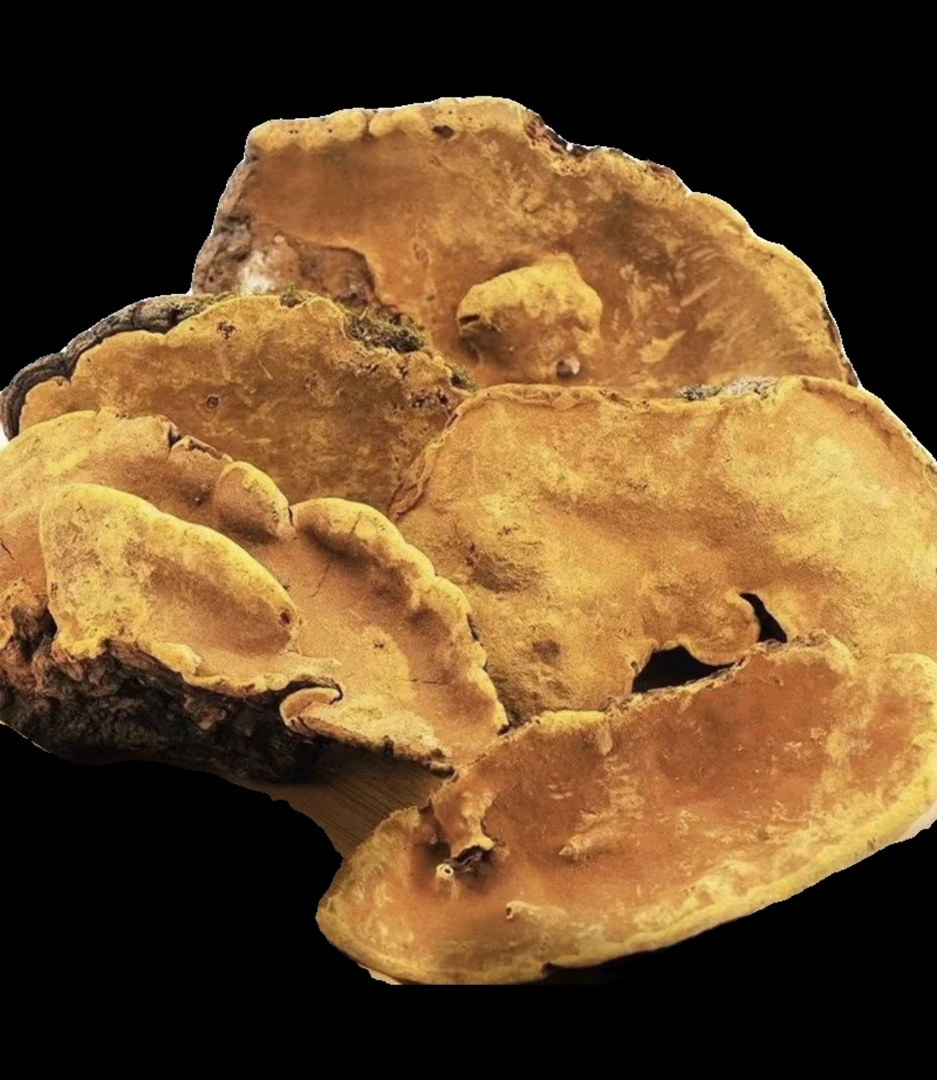 【阿刊収好货】现收土特产 桑-黄 250-1000克食用农产品