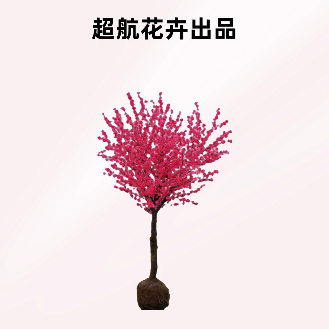 【超航花卉优选】专属      别墅地载景观梅花老桩