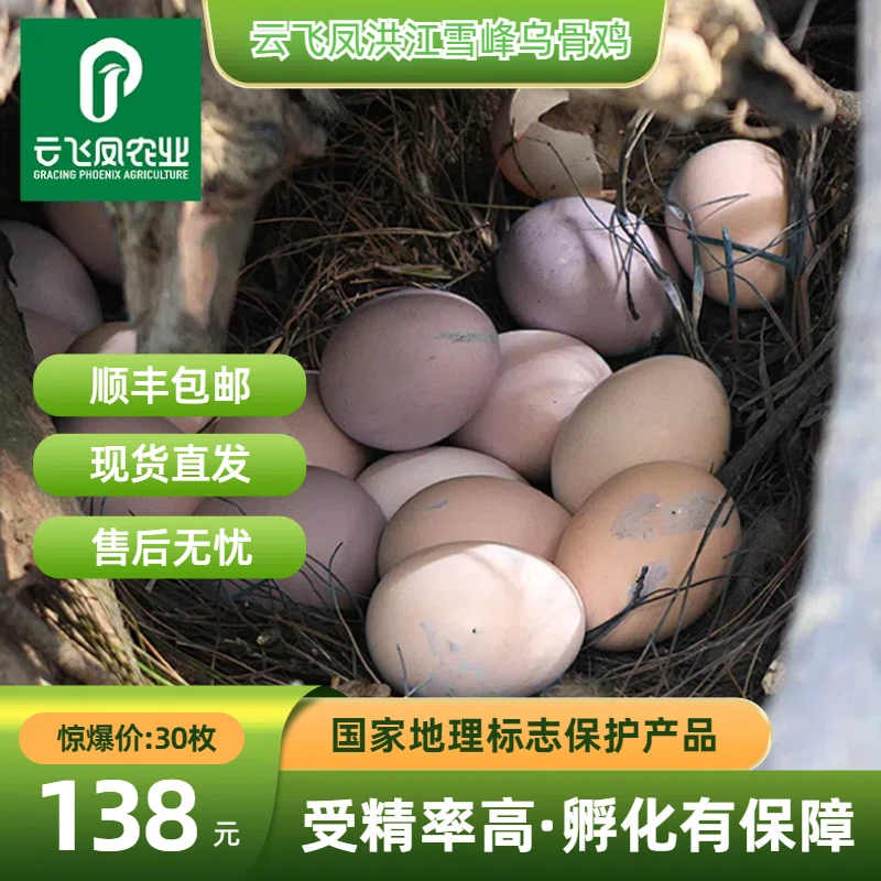 正宗洪江雪峰乌骨鸡（种蛋）