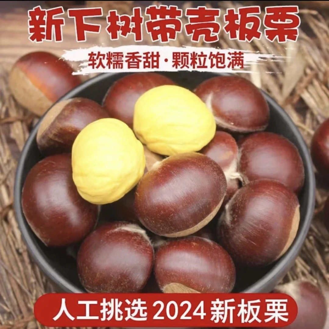 【现摘速发】2024丹东板栗5斤鲜栗子生嫩大板粟板栗野生板栗