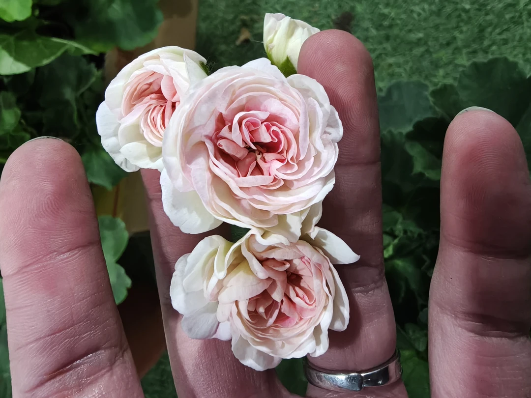 天竺葵丘比特直立带花苞发货