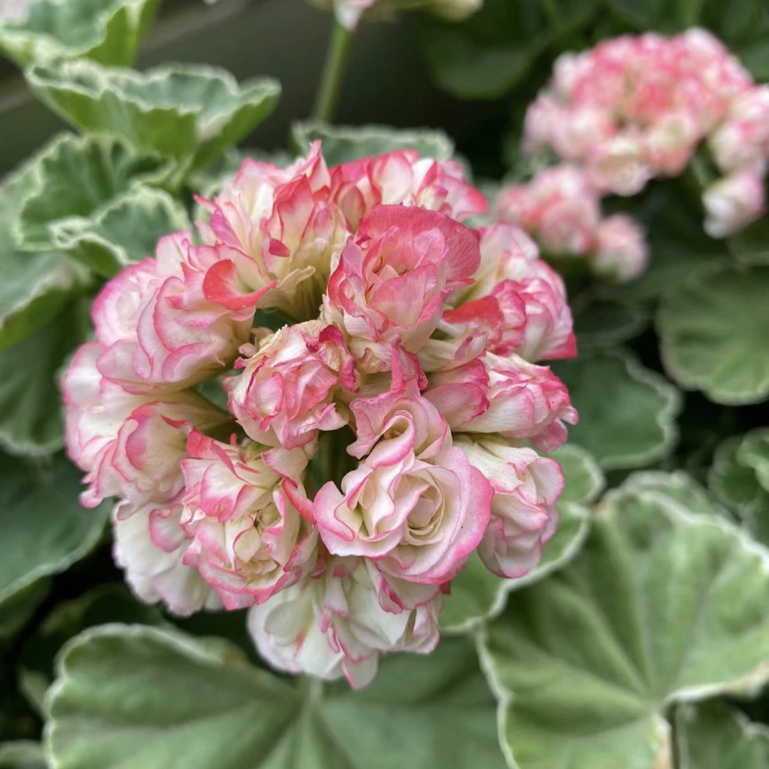 银边碗（小苗包对版带花苞）