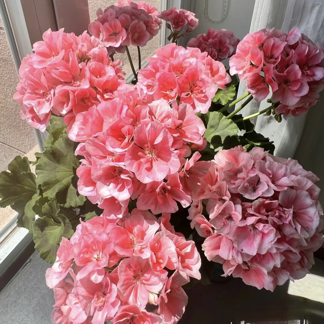 菲舍857直立天竺葵小苗带花苞