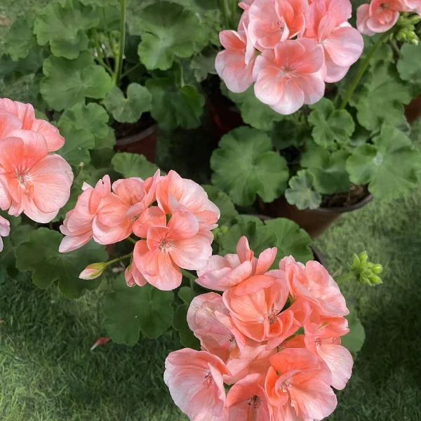 天竺葵小山宫直立小苗带花苞