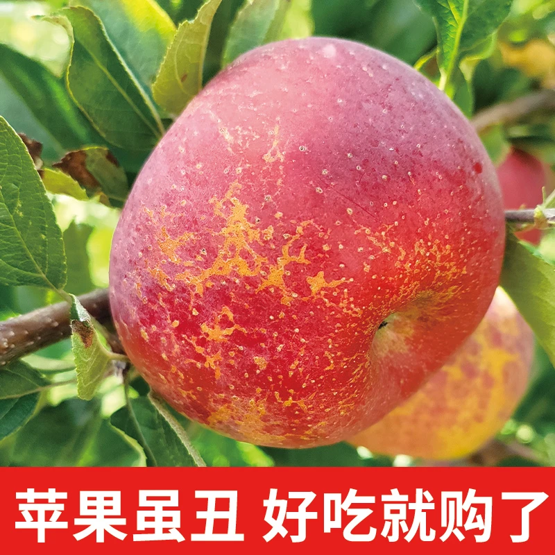 云南昭通丑苹果新鲜采摘应季水果冰糖心脆甜现摘3/5/9斤包邮