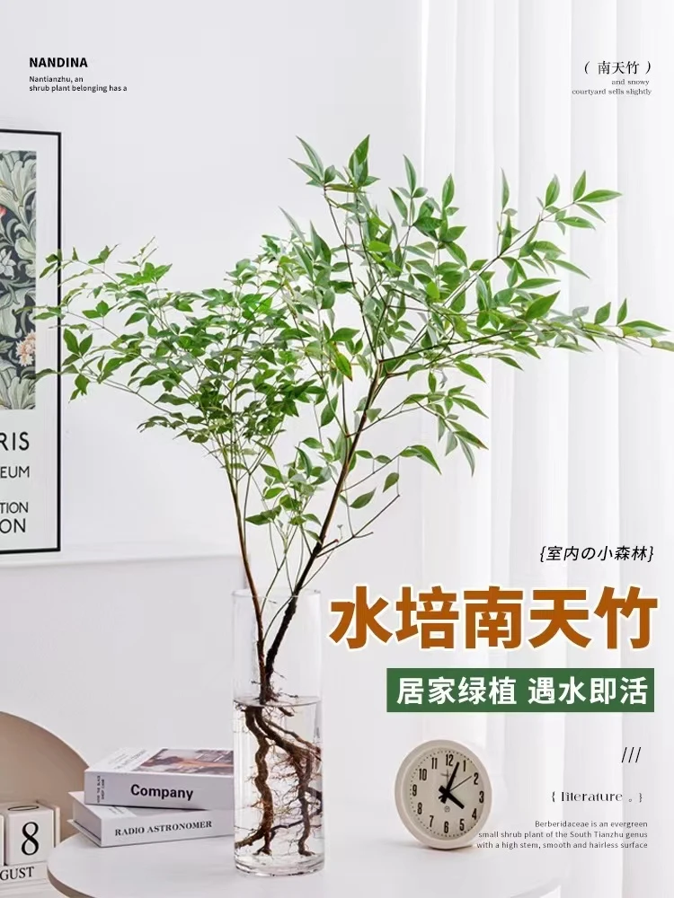 南天竹带跟水培鲜切枝客厅室内老桩懒人绿植水培办公室绿植