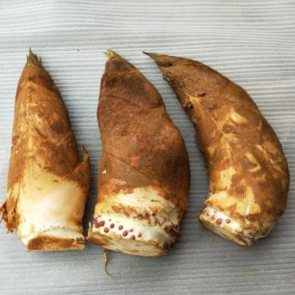 黄芽黄泥笋春笋毛笋楠竹笋/5斤新鲜