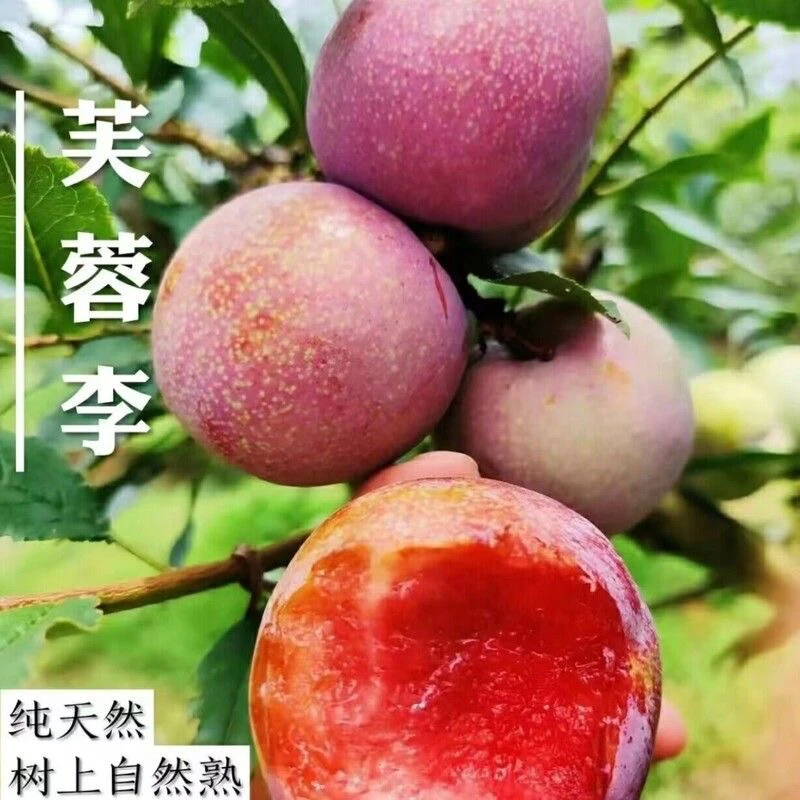 红心李三华李现摘观赛搭子现发李子孕妇水果当季脆李子芙蓉李