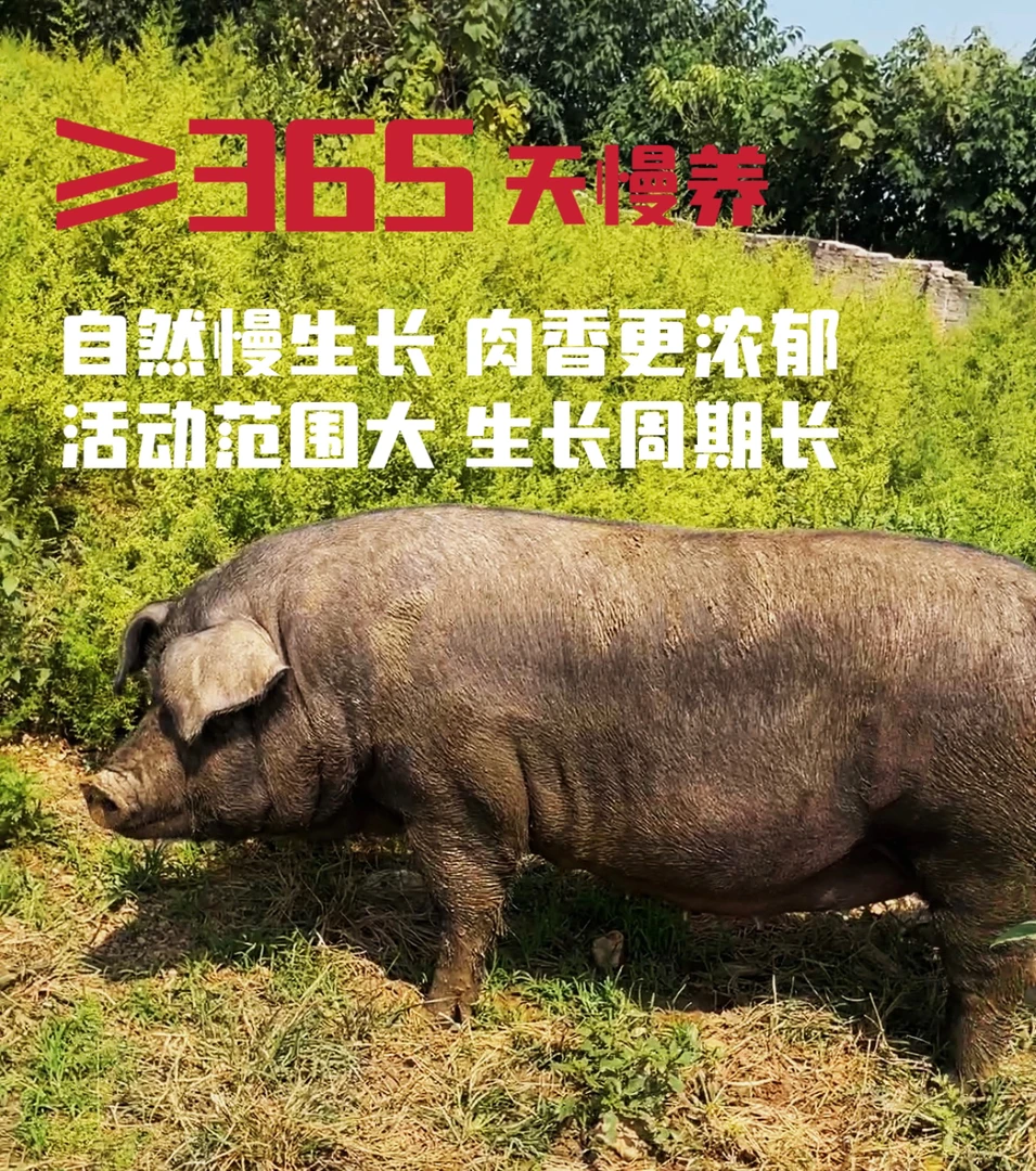 02现称（改价）生态散养熟食土猪肉新鲜熟食猪真空好吃
