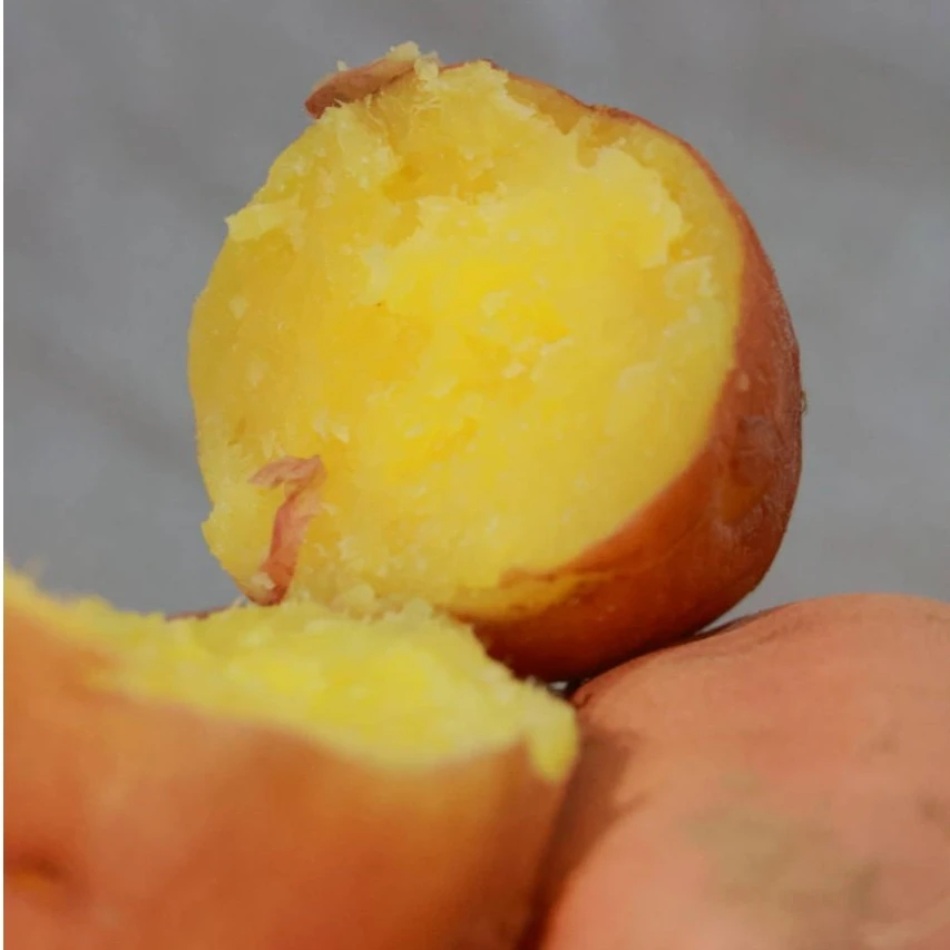 【陕北晓儿】沙地红薯 5斤/10斤 包邮