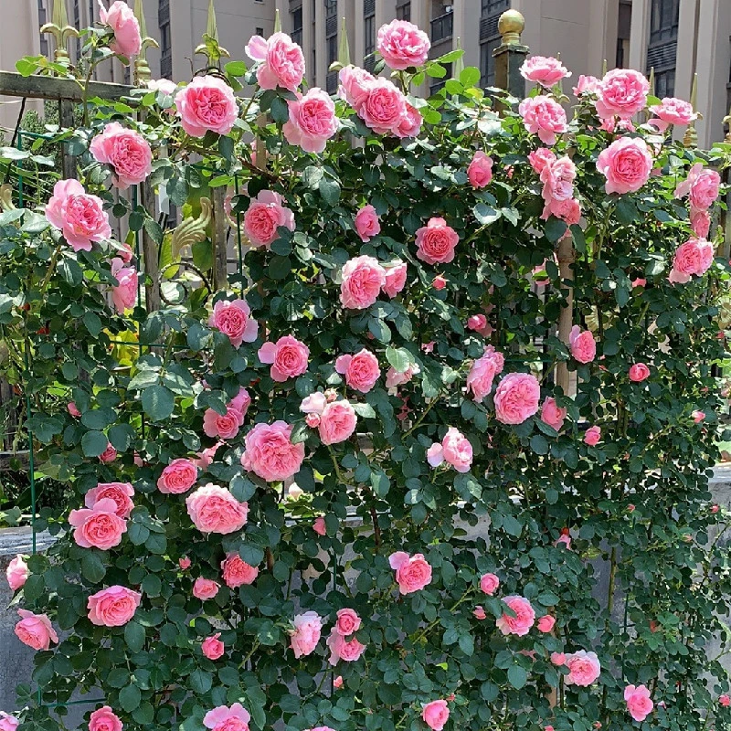 藤本月季大苗耐寒耐热爬藤月季品种庭院阳台盆栽地栽花墙拱门植物