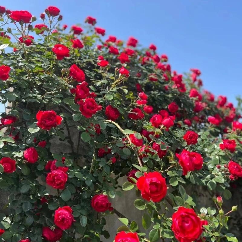 蒂娜＋粉龙 蒂娜+彩虹 蒂娜+粉达 组合双颗优惠福利价