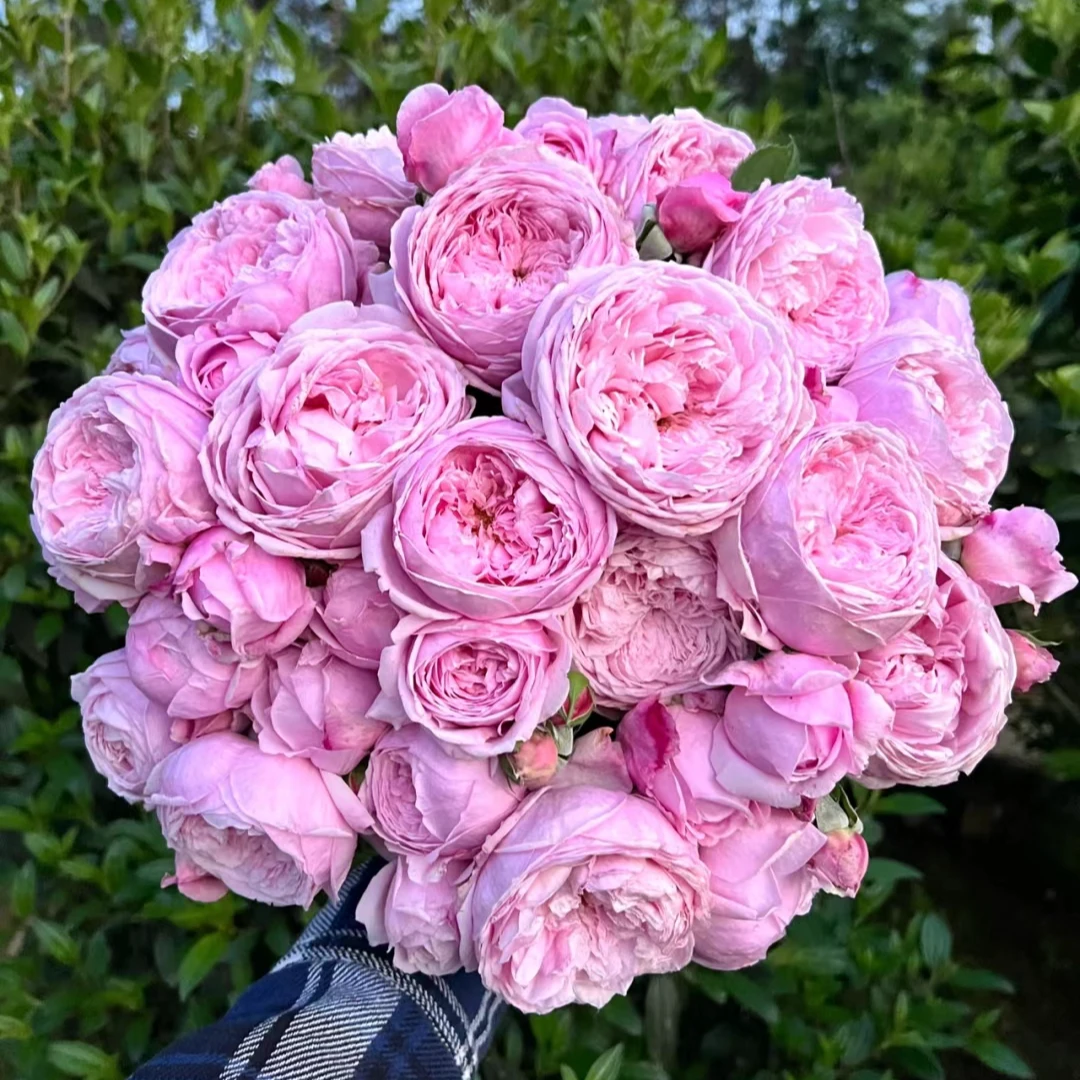 爬藤月季自由精神大花浓香多季开花耐寒耐热庭院阳台盆栽花卉植物