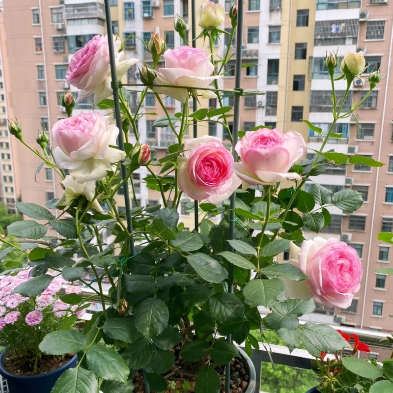 藤本爬藤月季粉色龙沙宝石蔷薇花苗庭院花墙玫瑰阳台花卉盆栽四季