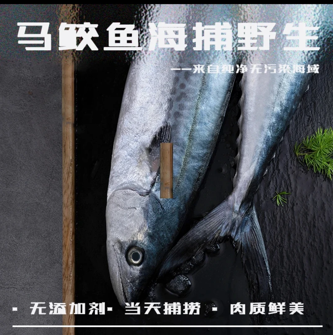 【6斤】新鲜马鲛鱼 海捕冰鲜大鲅鱼 1-1.5斤/条 连云港发货顺丰包邮