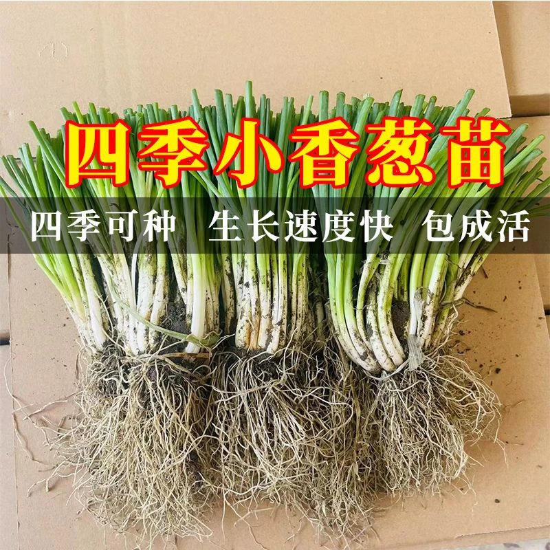四季小香葱根苗正宗浓香型带土带根现发四季高丰收阳台盆栽秧苗