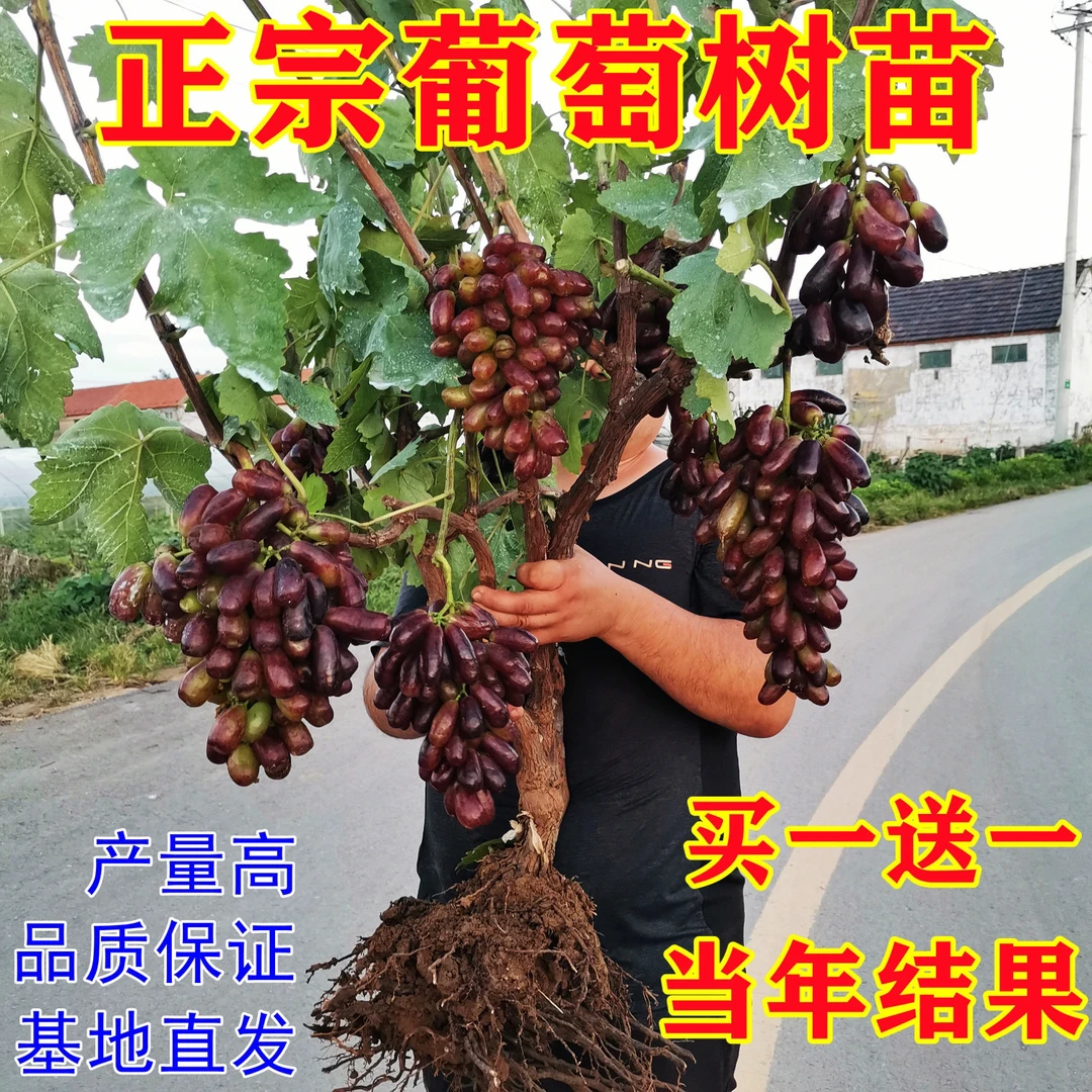葡萄树苗蓝宝石阳光玫瑰妮娜皇后嫁接苗抗寒盆栽地栽四季种植种苗