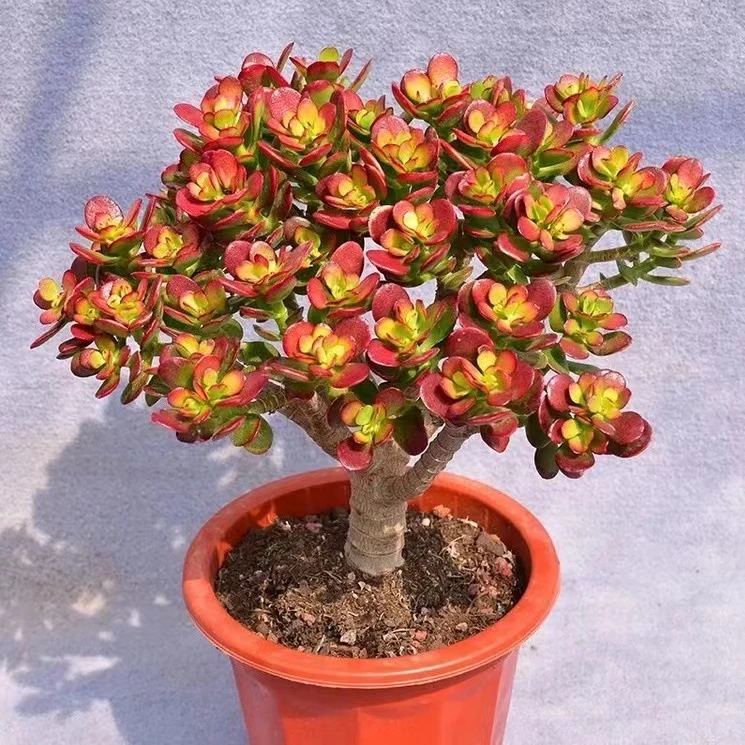 【花小钱家】摇钱树 姬红花月 冬季精品 多肉植物   好养（脱土发货）