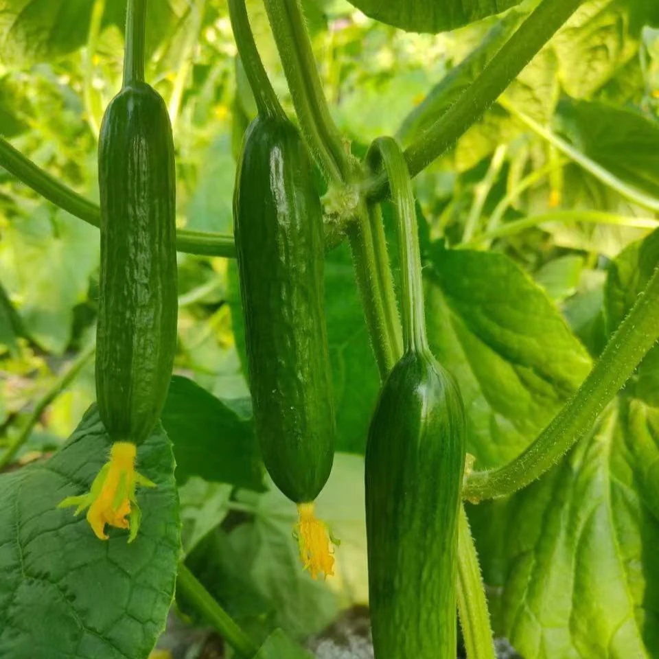 新到好吃的水果黄瓜（箱/带箱2斤左右）仅限太原六城区榆次可怕