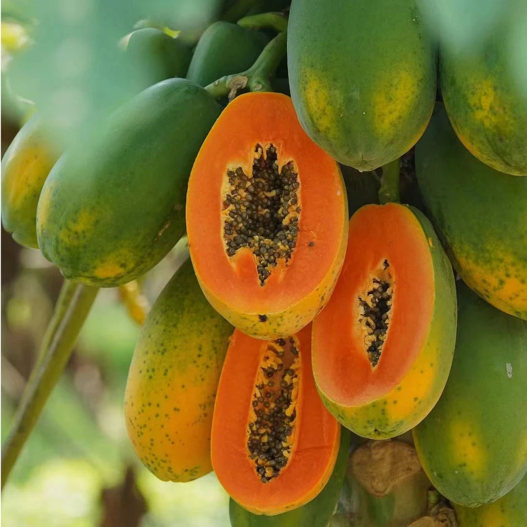 【原箱】好吃的树上熟木瓜（箱/3颗）仅限太原六城区榆次可拍