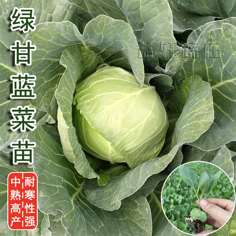 甘蓝苗子包菜苗种子孑卷心菜苗寿光蔬菜种苗辣椒苗青菜秧苗种阳台
