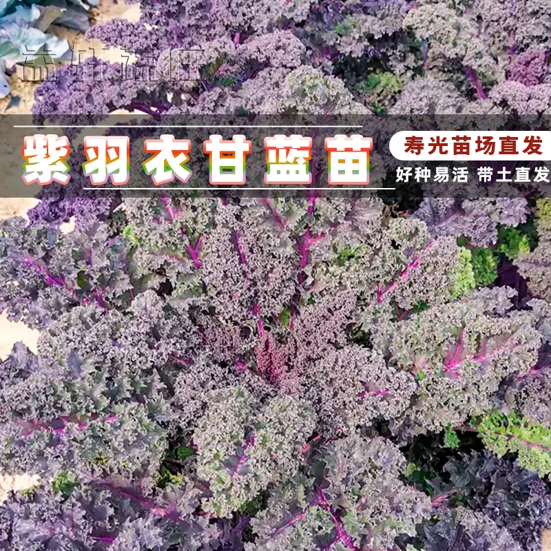 紫羽衣甘蓝秧苗农田庭院阳台皱叶甘蓝青菜苗籽高产秋冬四季
