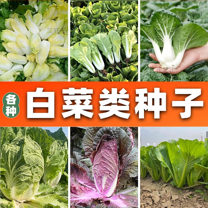 各种白菜类种子大全