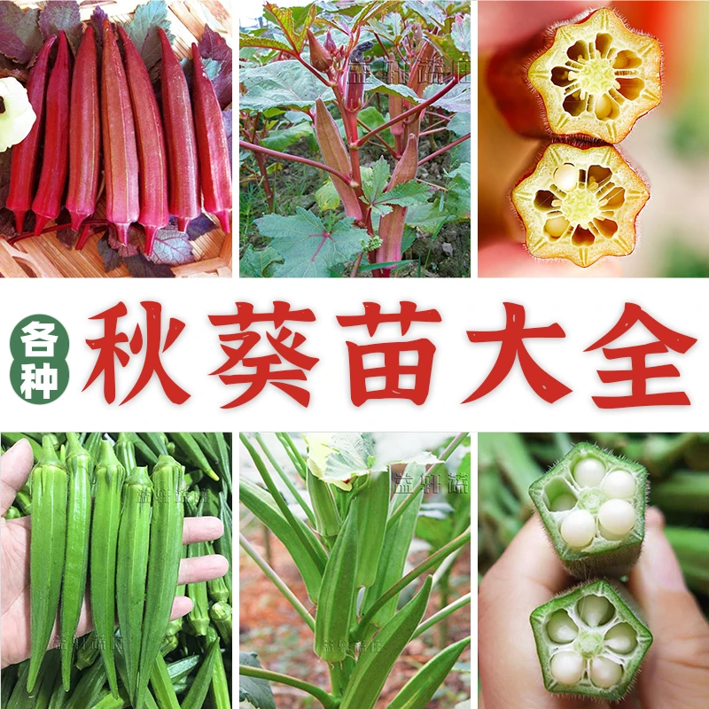 秋葵苗合集秋葵苗大全黄秋葵秧苗红秋葵秧苗阳台盆栽花盆种植秋葵