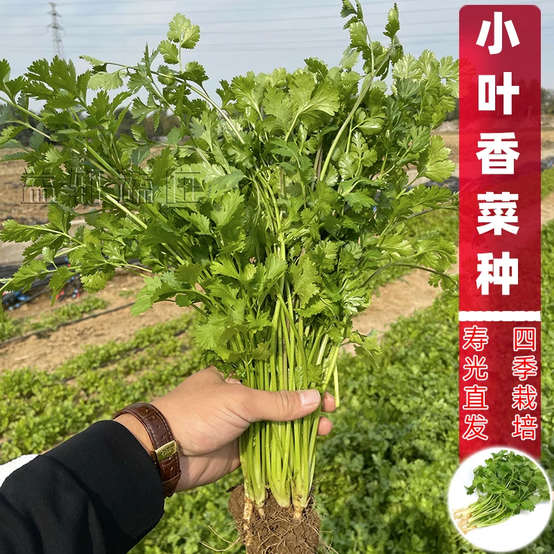 益轩蔬庄四季香菜种苗阳台小院盆栽香菜大田种植高产香菜种苗大全