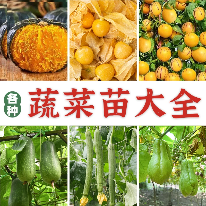 各种蔬菜苗大全家庭种植蔬菜苗大全