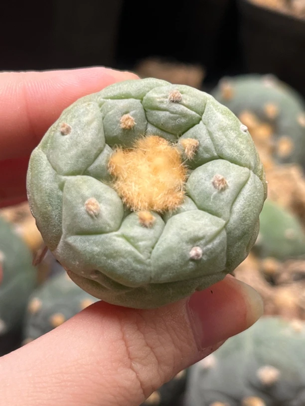 仙人球 4号拍 实生