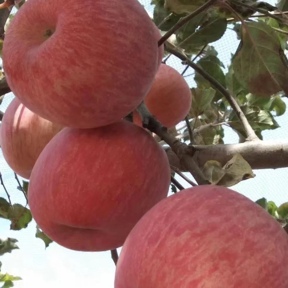陕西脆甜红富士苹果，产地直销，包邮到家，农户自产。欢迎选购