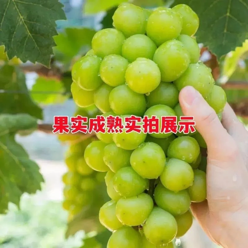 正宗阳光玫瑰葡萄苗南北方种植无籽晴王葡萄树苗盆栽地栽当年结果