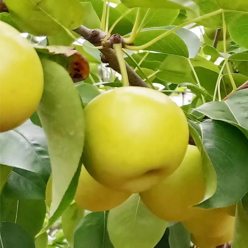 云南早白蜜香梨小香梨新鲜甜蜜多汁新鲜应季水果现摘现发产地直发