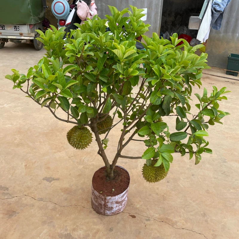 云南榴莲树苗盆栽果树苗南北种植猫山王泰国金枕头庭院阳台种植