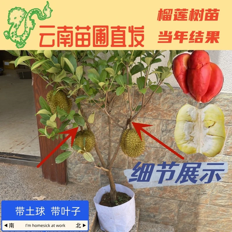 8云南盆栽榴莲苗果树苗南方北方结果猫山王金枕头庭院阳台种植