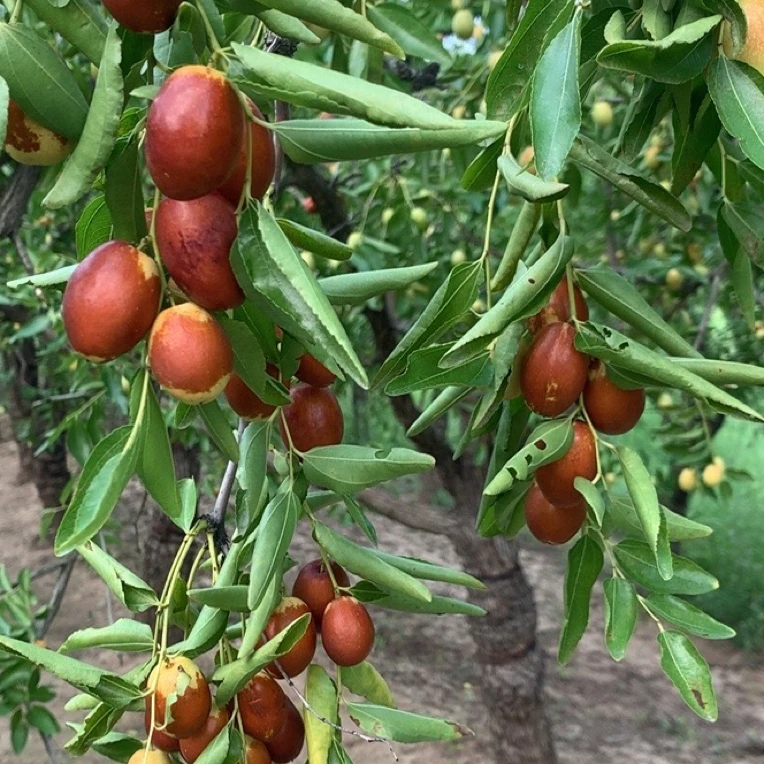 沧州小枣鲜脆枣2500克包邮