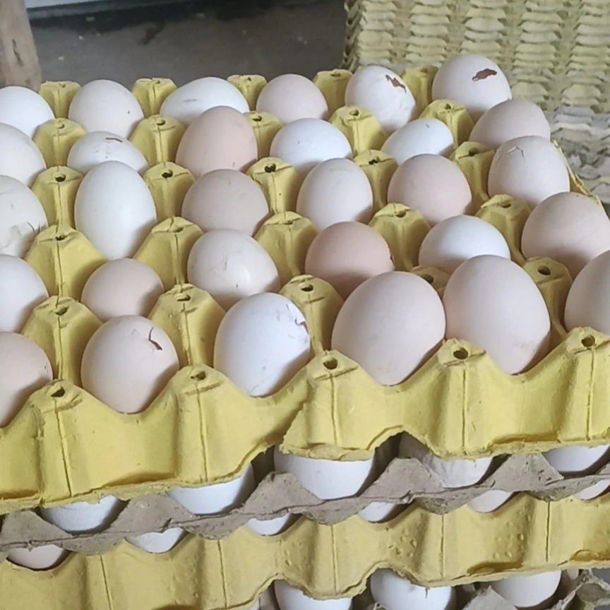 华北柴鸡蛋，麻羽绿壳鸡蛋，30枚，可孵