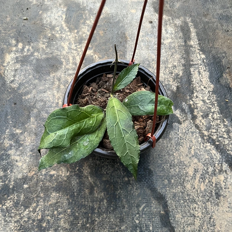 反瓣球兰 Hoya clemensiorum 萝藦科球兰属多肉植物