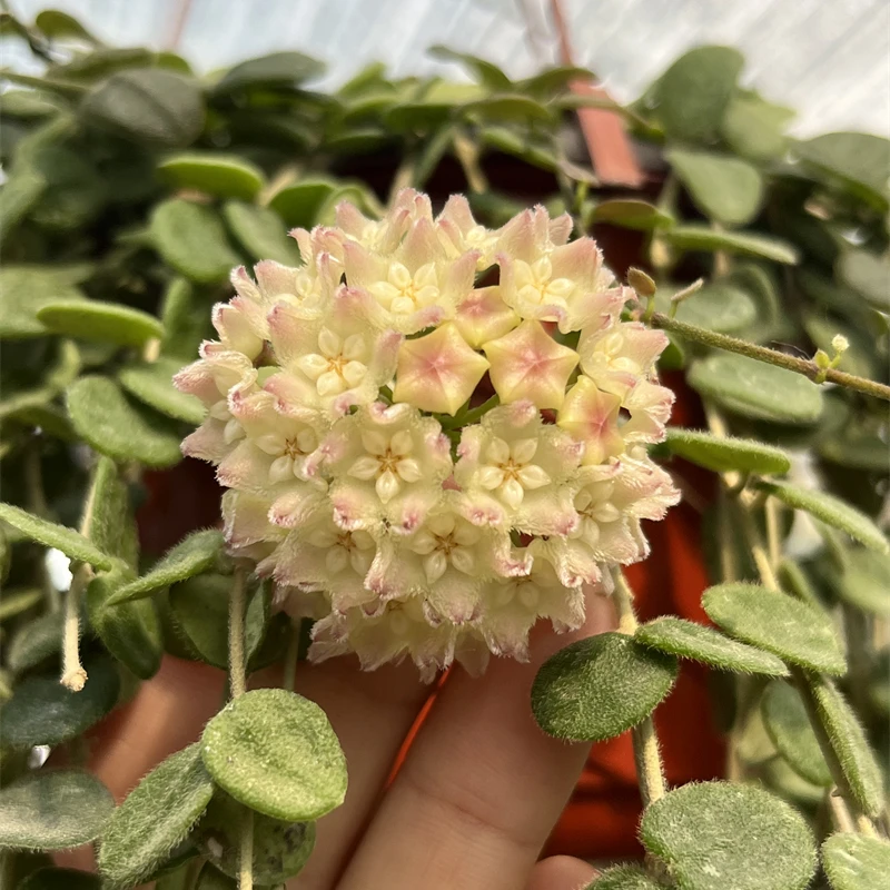 野匍匐球兰(Hoya Wenshangensis)