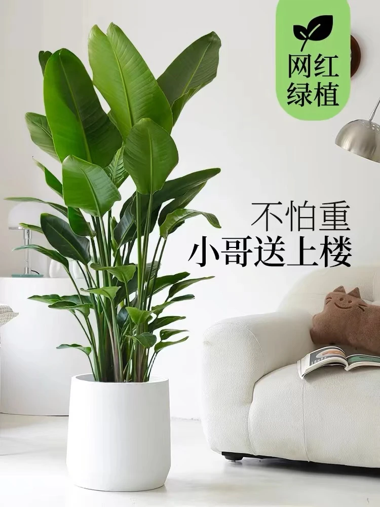 [超大5A天堂鸟]1.7米-1.8米天堂鸟  粗杆【五年八株老苗】