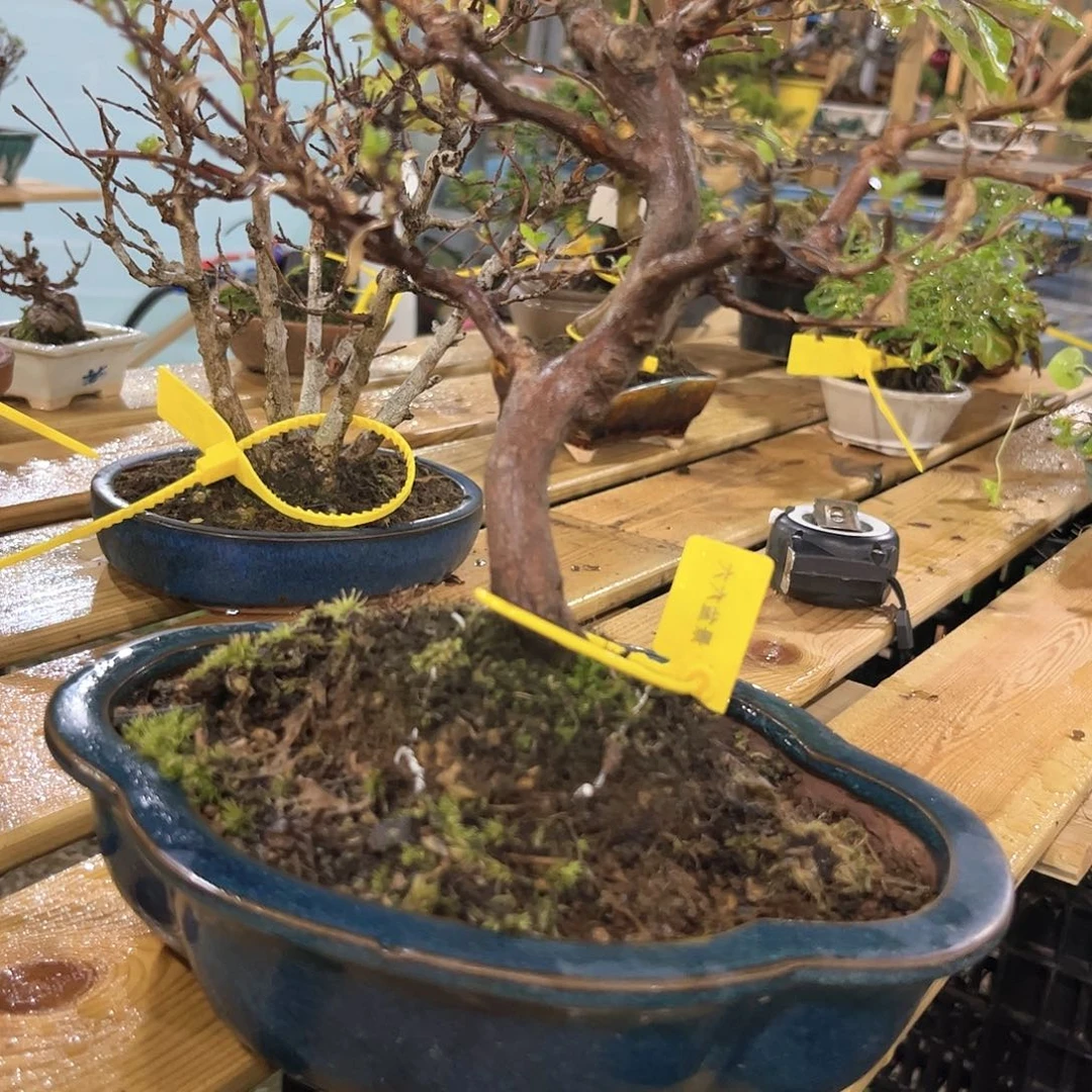 盆景布****d盆景造型